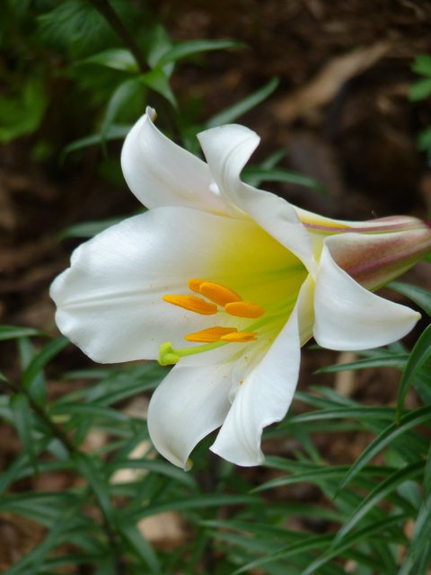Lilium regale fleur